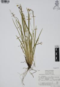 Sisyrinchium schaffneri image